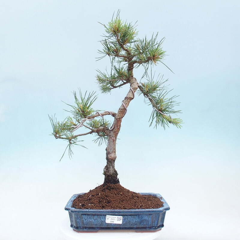 Outdoor bonsai - Pinus Sylvestris - Scots pine