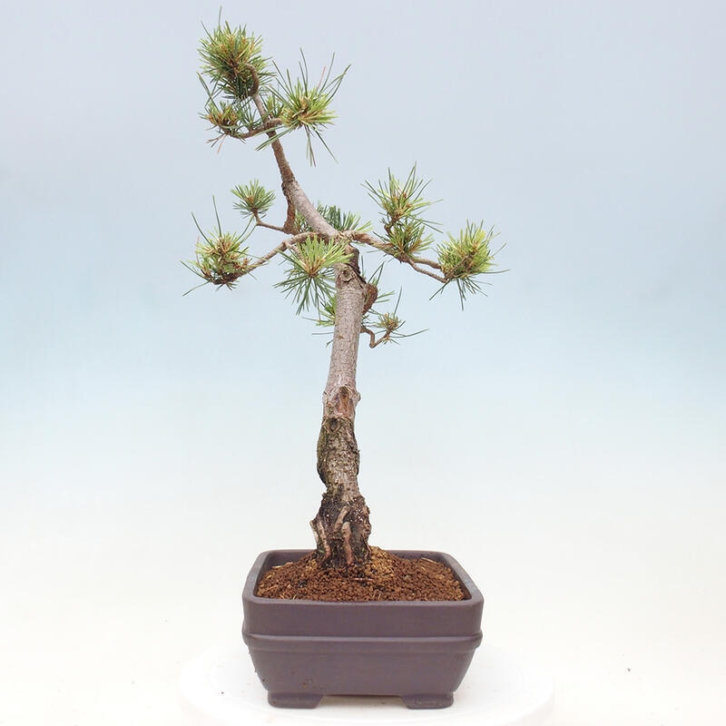 Outdoor bonsai - Pinus Sylvestris - Scots pine