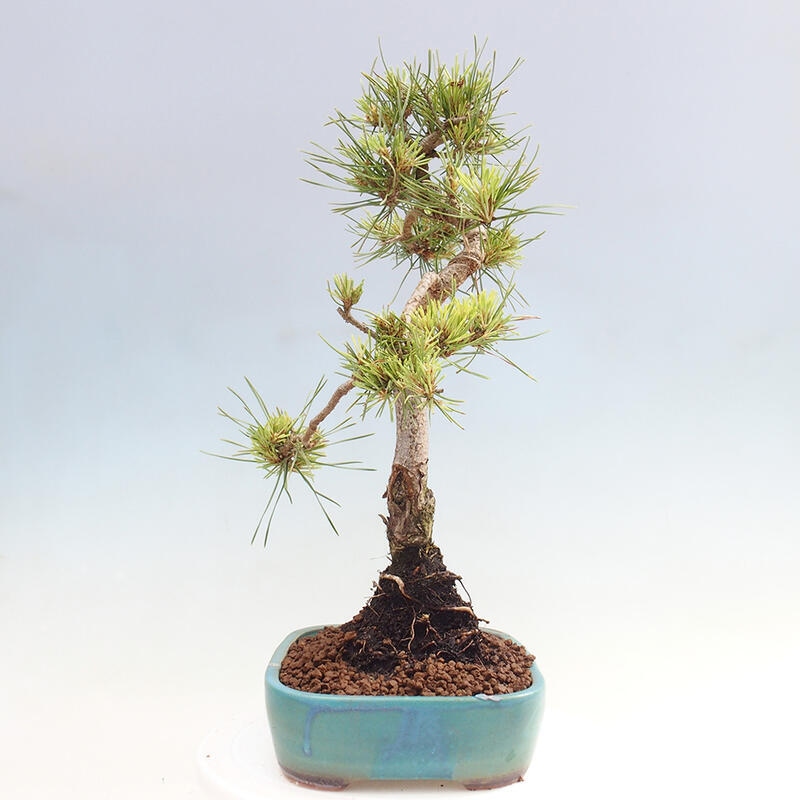 Outdoor bonsai - Pinus Sylvestris - Scots pine