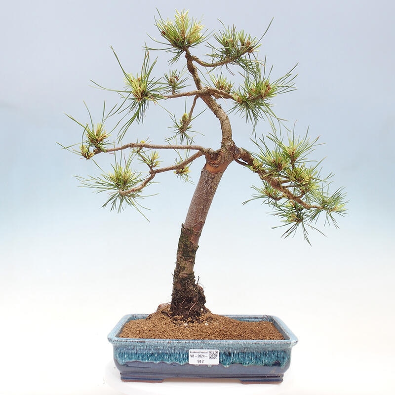 Outdoor bonsai - Pinus Sylvestris - Scots pine