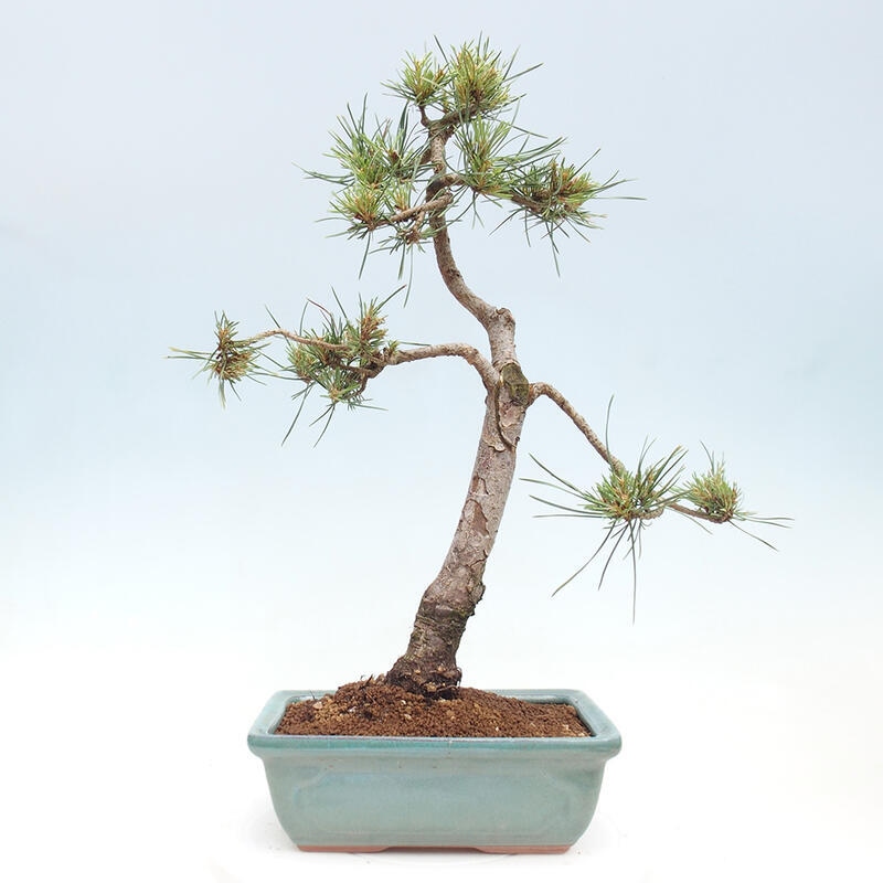 Outdoor bonsai - Pinus Sylvestris - Scots pine