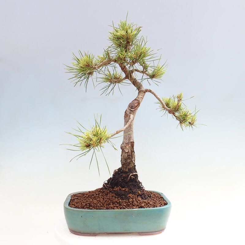 Outdoor bonsai - Pinus Sylvestris - Scots pine