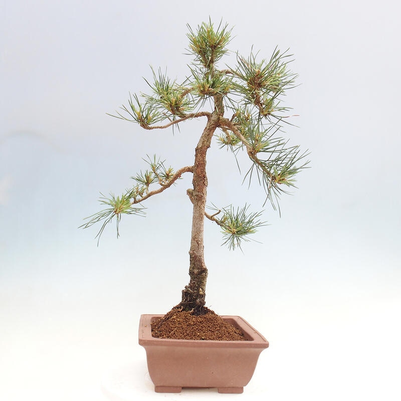 Outdoor bonsai - Pinus Sylvestris - Scots pine