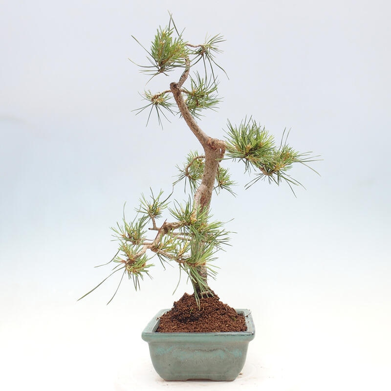 Outdoor bonsai - Pinus Sylvestris - Scots pine