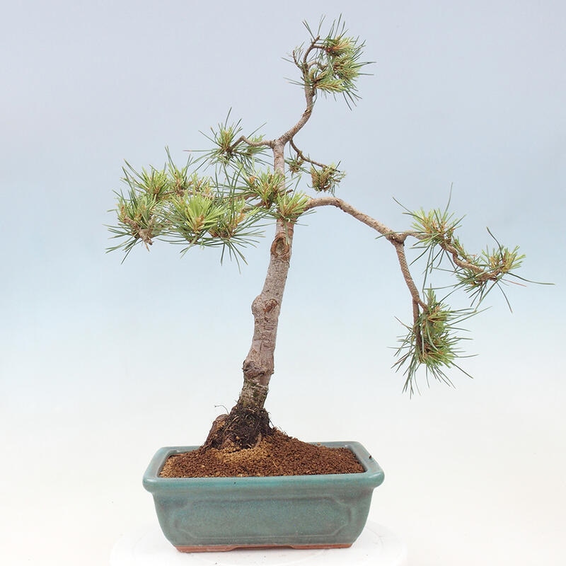 Outdoor bonsai - Pinus Sylvestris - Scots pine