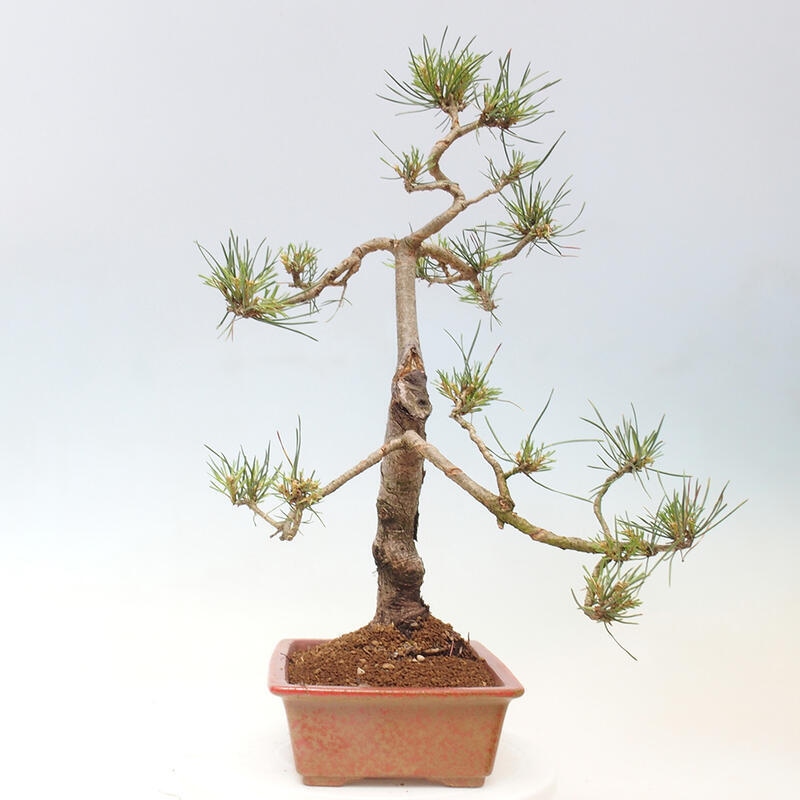 Outdoor bonsai - Pinus Sylvestris - Scots pine