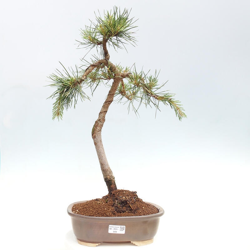 Outdoor bonsai - Pinus Sylvestris - Scots pine