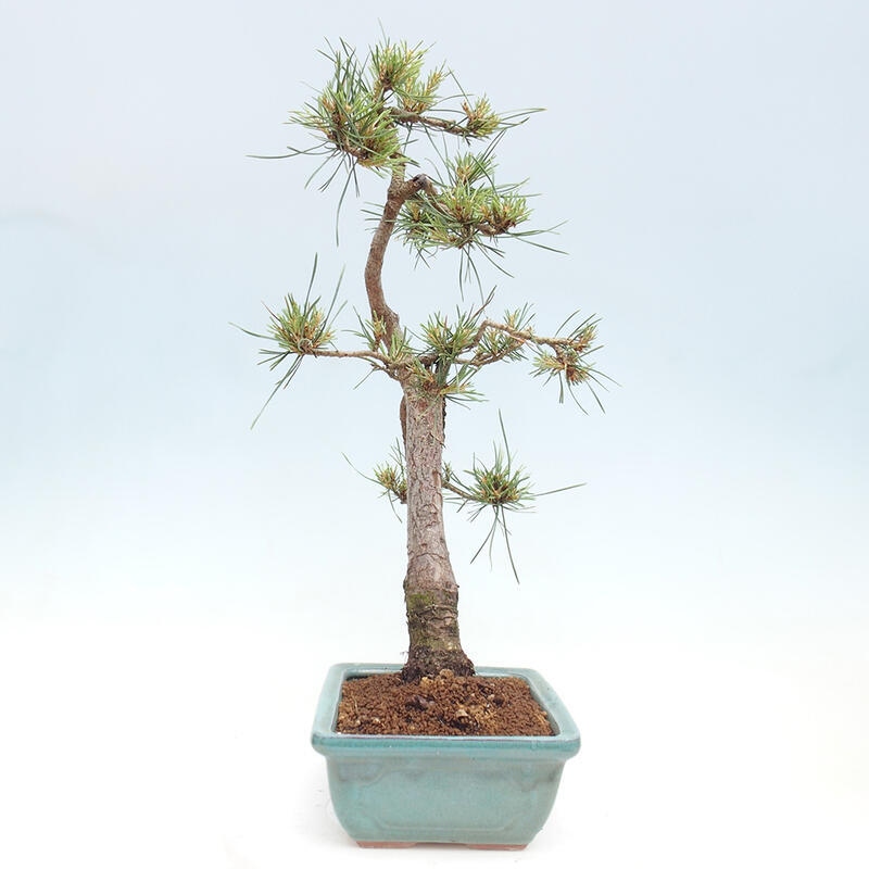 Outdoor bonsai - Pinus Sylvestris - Scots pine