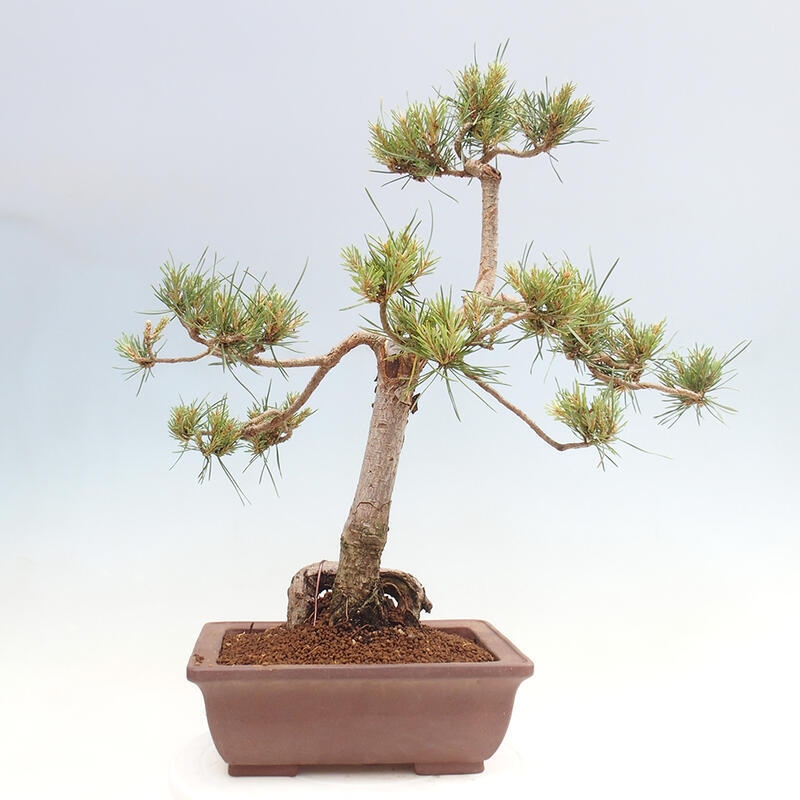 Outdoor bonsai - Pinus Sylvestris - Scots pine