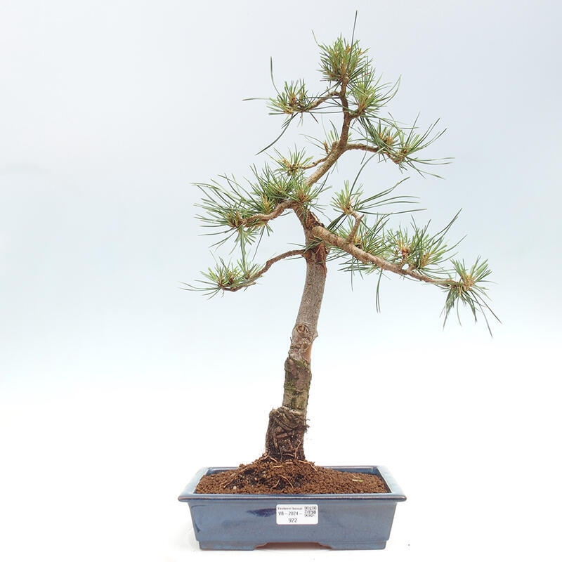 Outdoor bonsai - Pinus Sylvestris - Scots pine