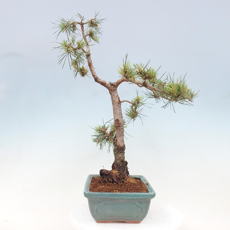 Outdoor bonsai - Pinus Sylvestris - Scots pine