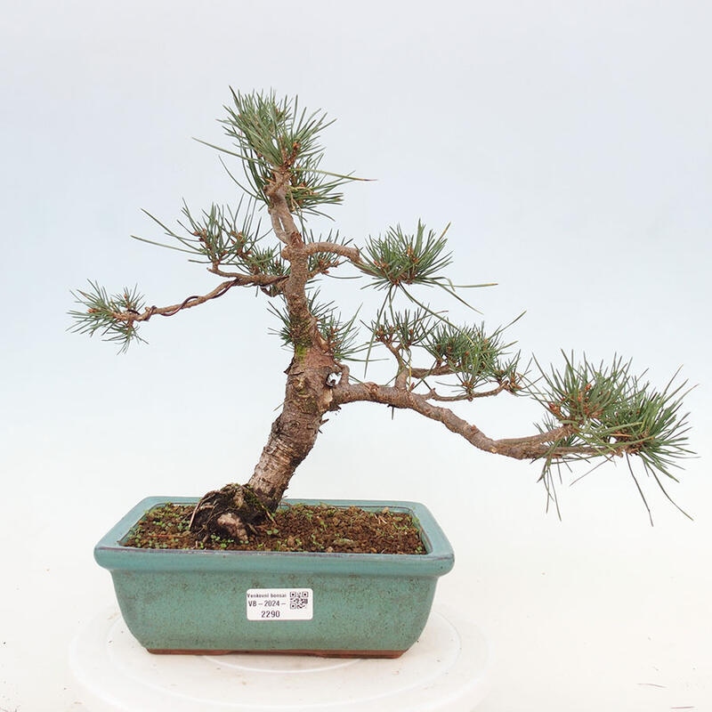 Outdoor bonsai - Pinus Sylvestris - Scots pine