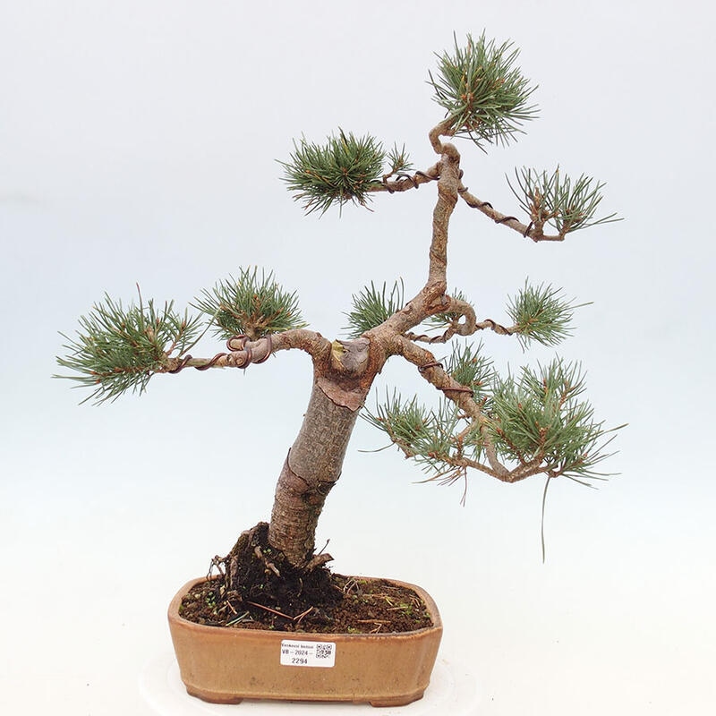 Outdoor bonsai - Pinus Sylvestris - Scots pine