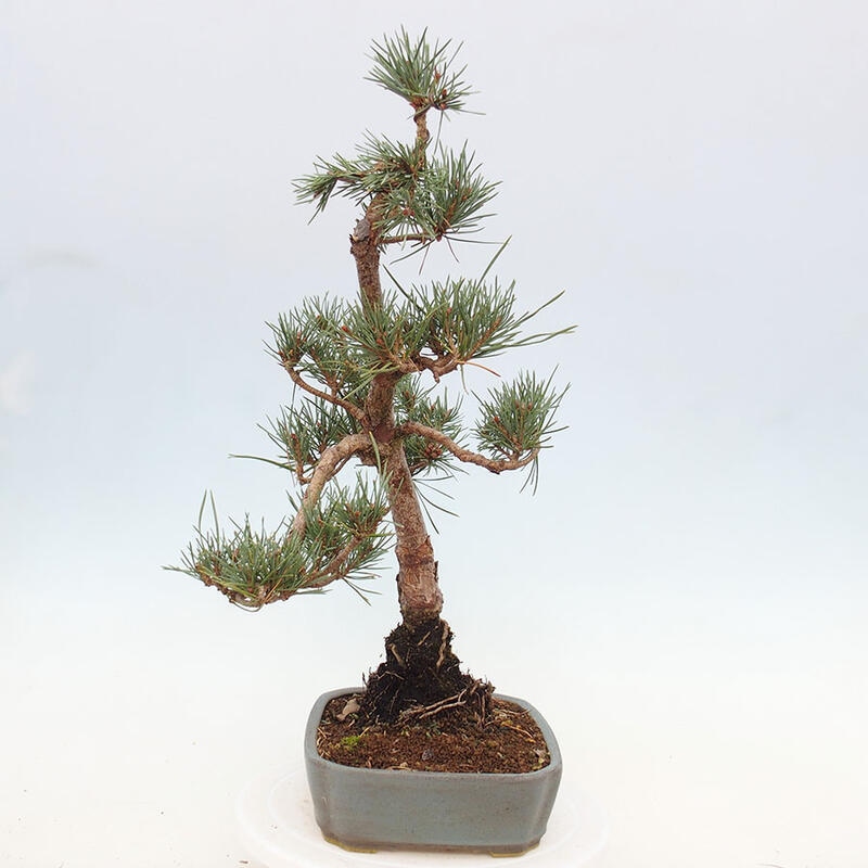 Outdoor bonsai - Pinus Sylvestris - Scots pine