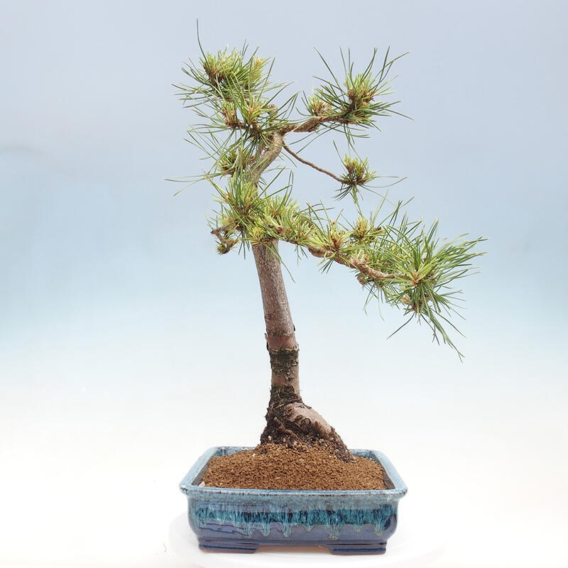 Outdoor bonsai - Pinus Sylvestris - Scots pine