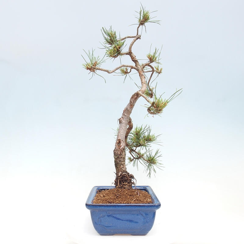 Outdoor bonsai - Pinus Sylvestris - Scots pine