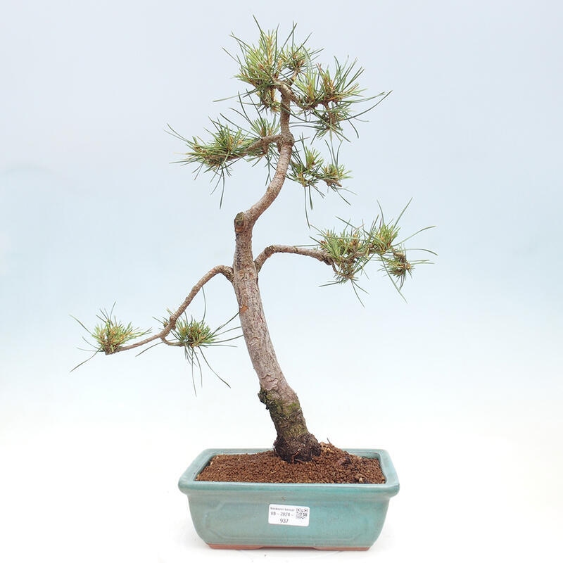 Outdoor bonsai - Pinus Sylvestris - Scots pine