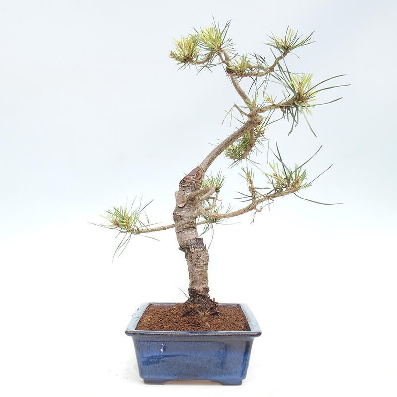 Outdoor bonsai - Pinus Sylvestris - Scots pine