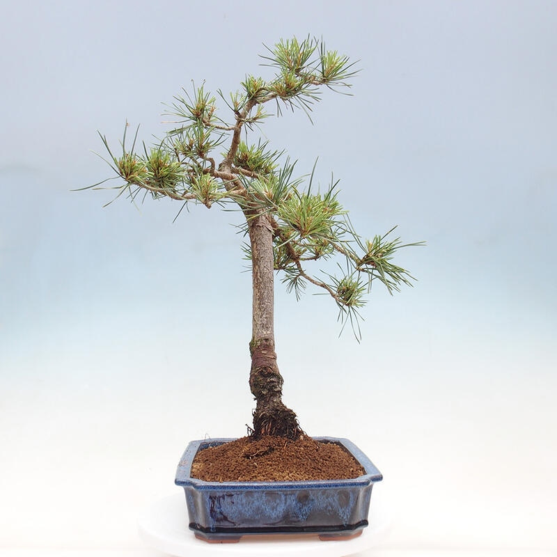 Outdoor bonsai - Pinus Sylvestris - Scots pine