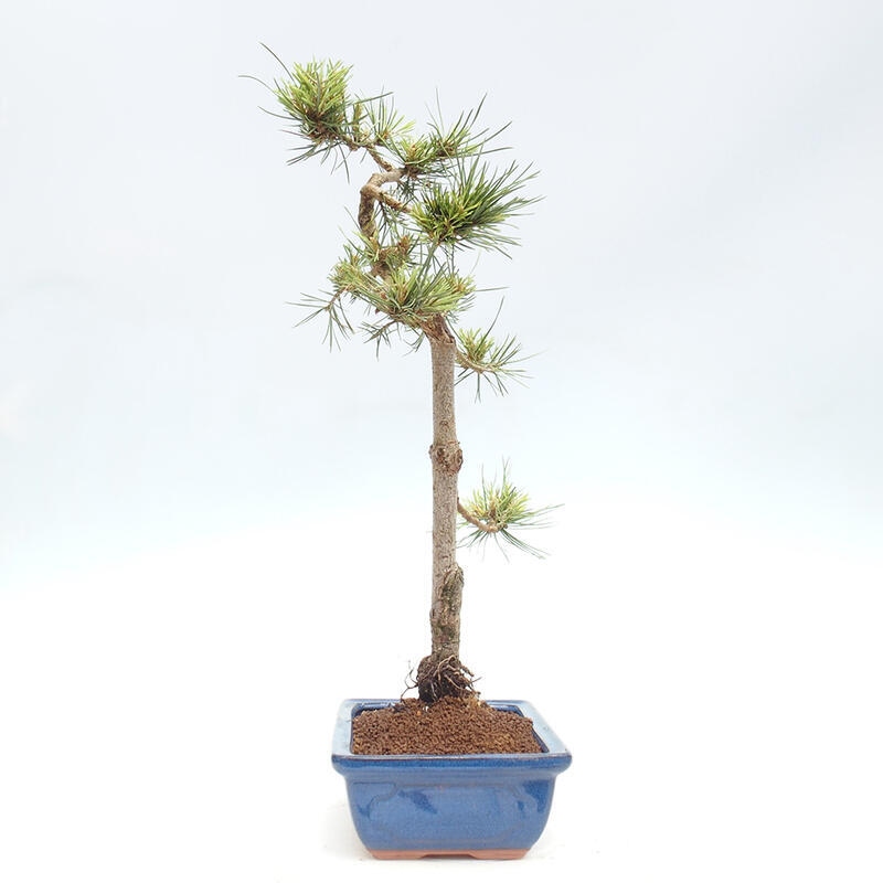 Outdoor bonsai - Pinus Sylvestris - Scots pine