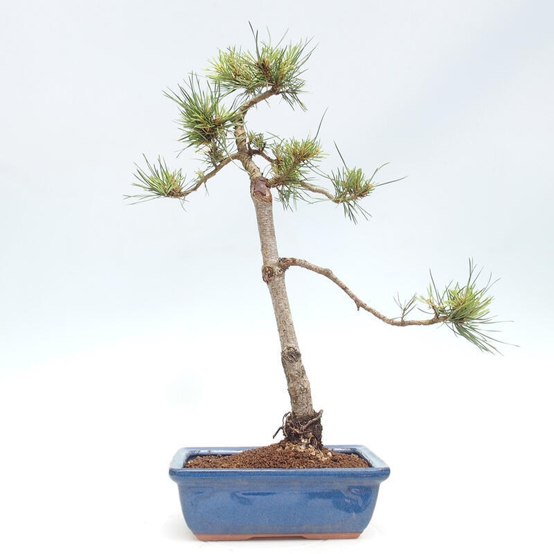 Outdoor bonsai - Pinus Sylvestris - Scots pine