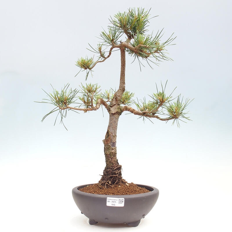 Outdoor bonsai - Pinus Sylvestris - Scots pine