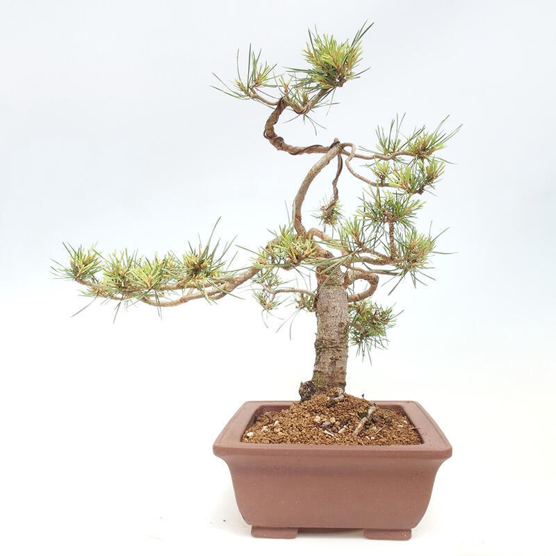 Outdoor bonsai - Pinus Sylvestris - Scots pine