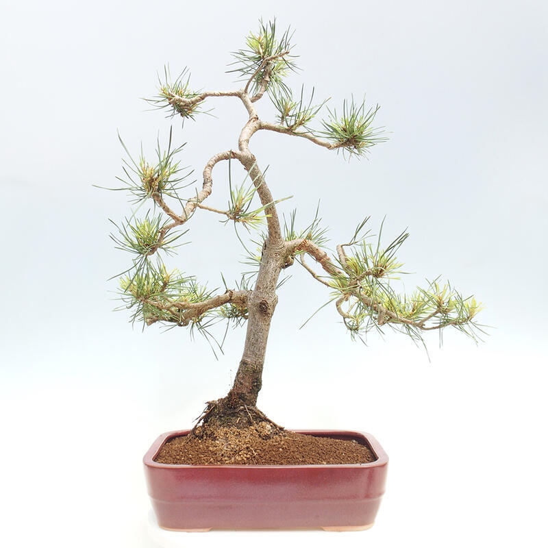 Outdoor bonsai - Pinus Sylvestris - Scots pine