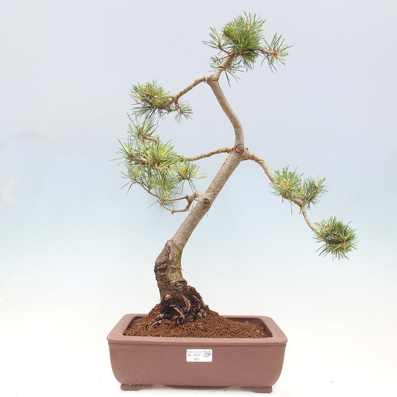 Outdoor bonsai - Pinus Sylvestris - Scots pine