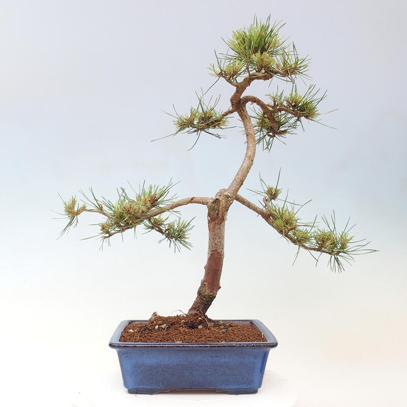 Outdoor bonsai - Pinus Sylvestris - Scots pine