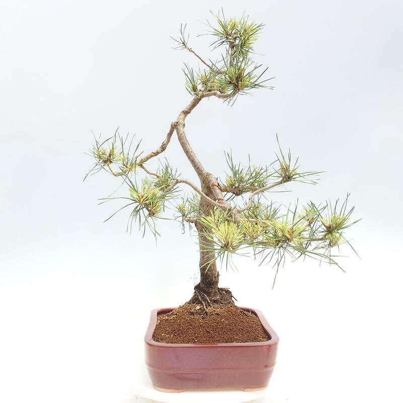 Outdoor bonsai - Pinus Sylvestris - Scots pine