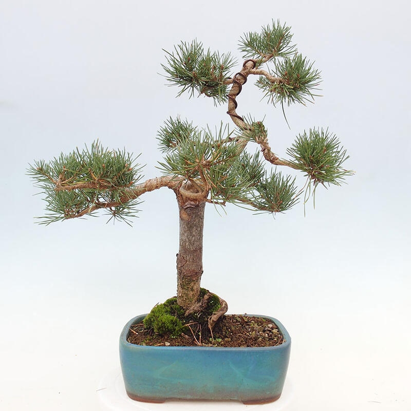 Outdoor bonsai - Pinus Sylvestris - Scots pine