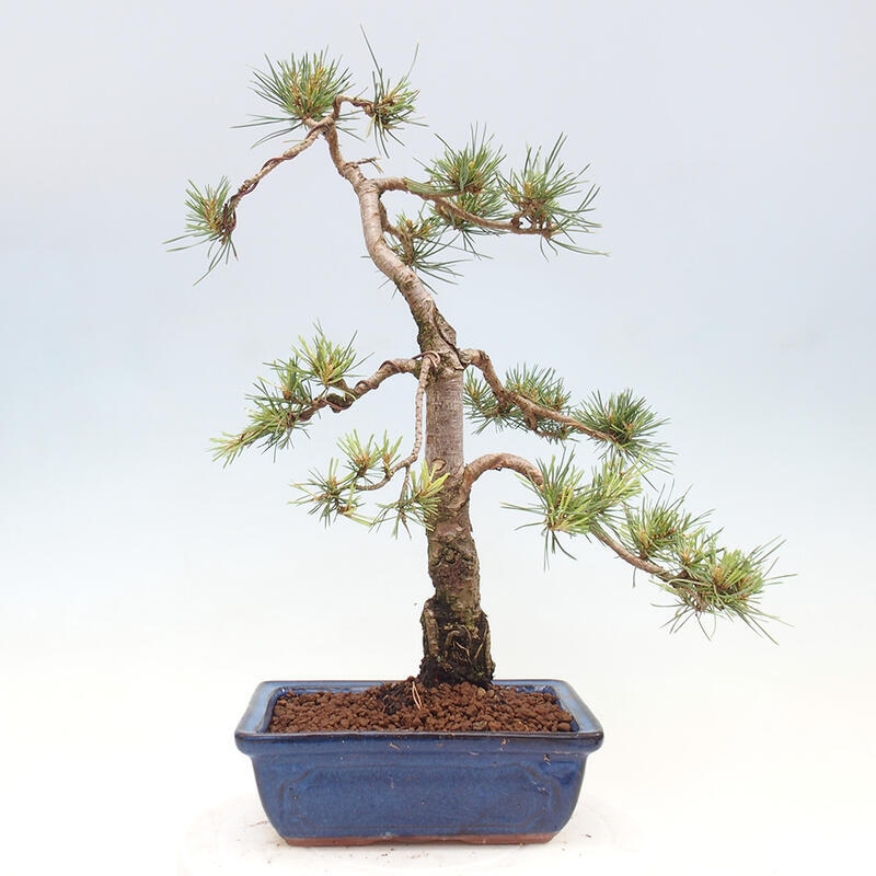 Outdoor bonsai - Pinus Sylvestris - Scots pine