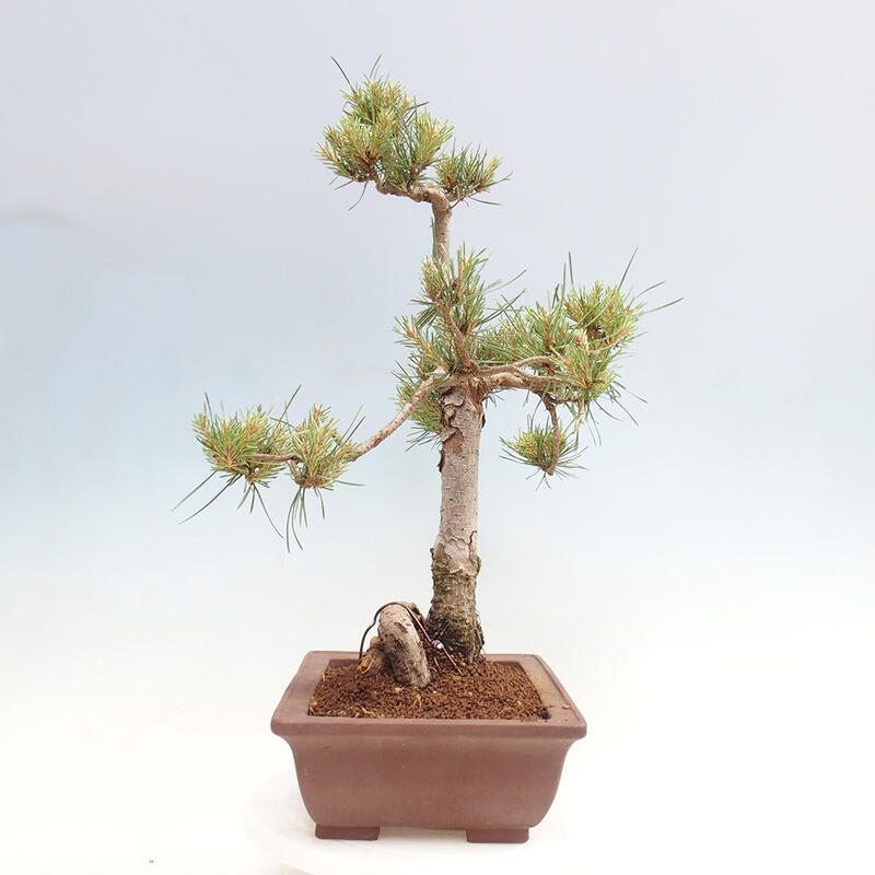 Outdoor bonsai - Pinus Sylvestris - Scots pine