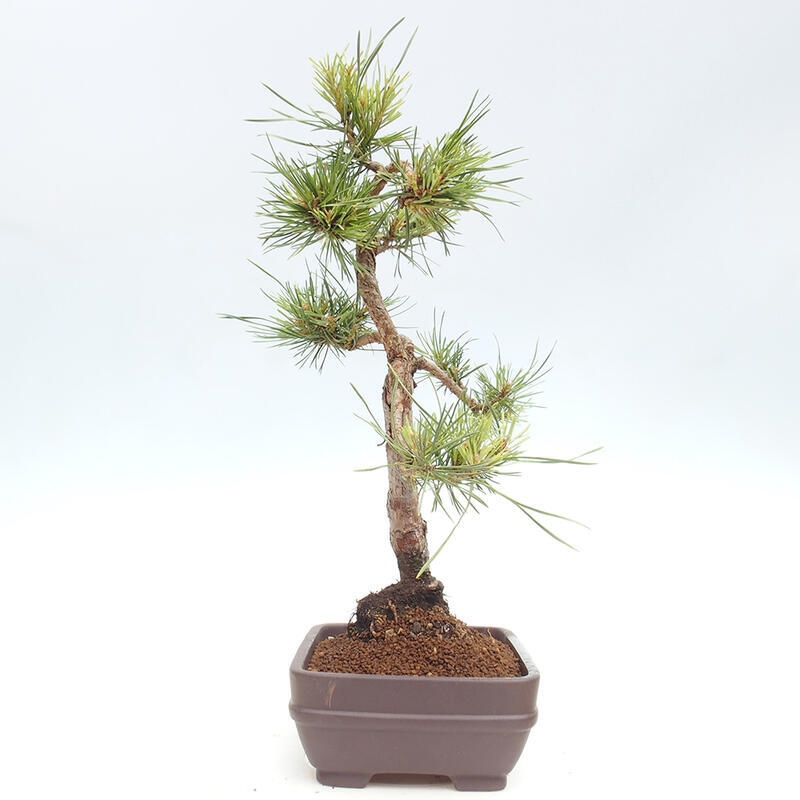 Outdoor bonsai - Pinus Sylvestris - Scots pine