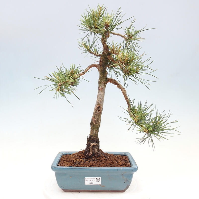 Outdoor bonsai - Pinus Sylvestris - Scots pine