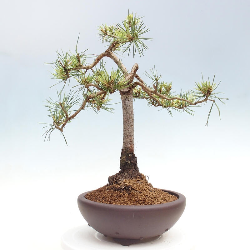 Outdoor bonsai - Pinus Sylvestris - Scots pine