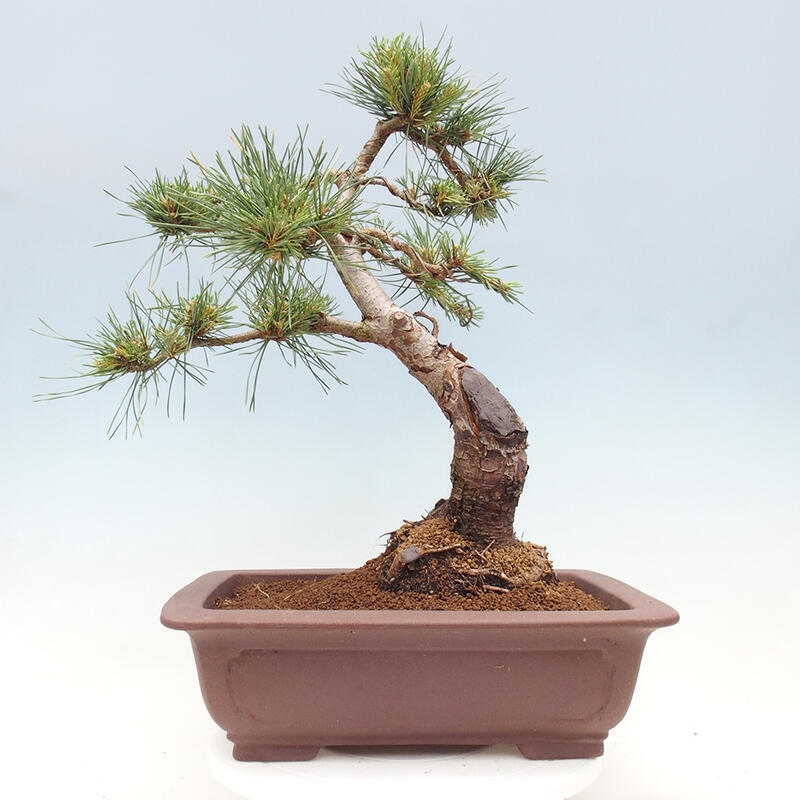 Outdoor bonsai - Pinus Sylvestris - Scots pine