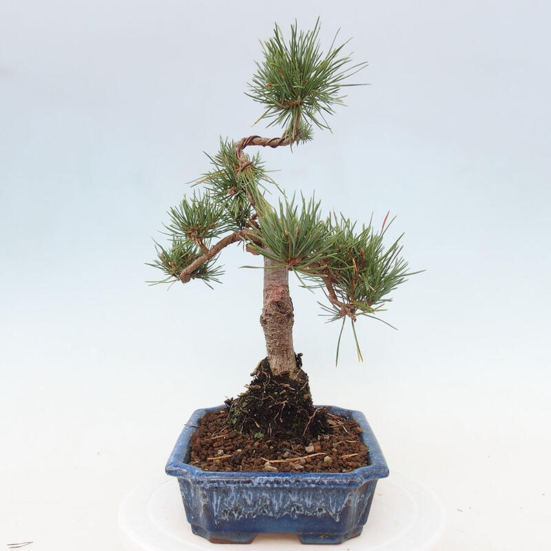 Outdoor bonsai - Pinus Sylvestris - Scots pine