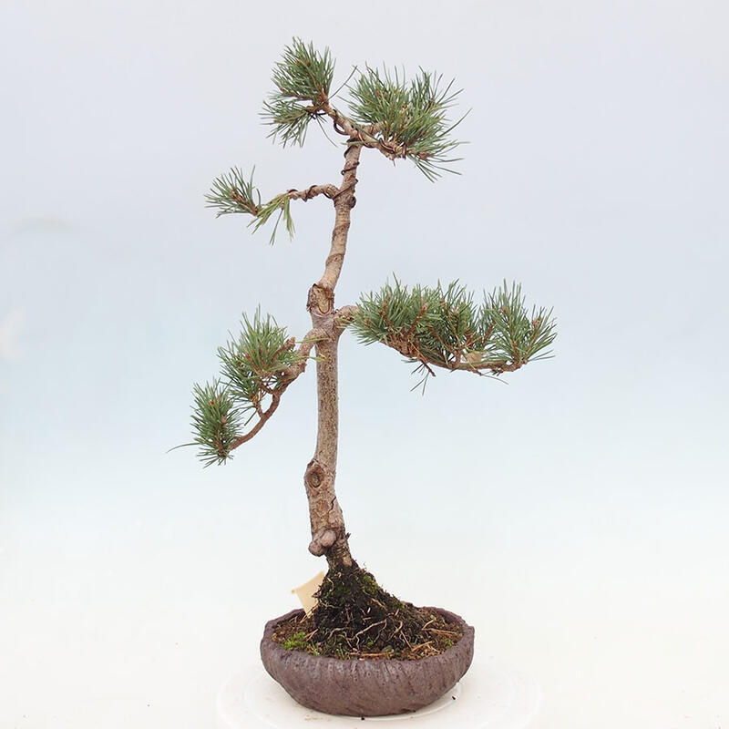 Outdoor bonsai - Pinus Sylvestris - Scots pine