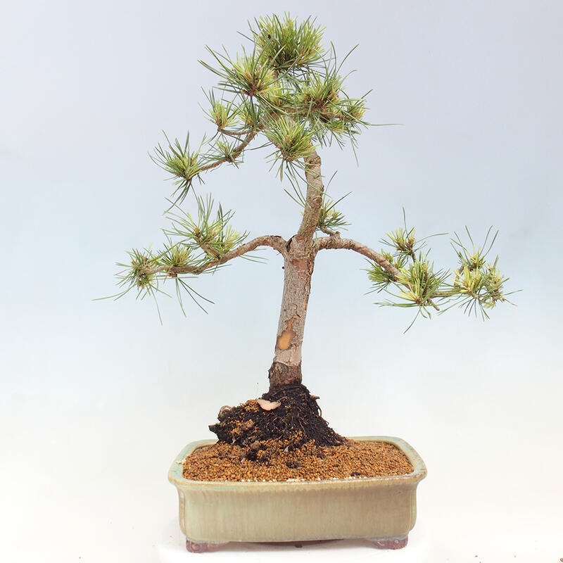 Outdoor bonsai - Pinus Sylvestris Watererri - Forest pine