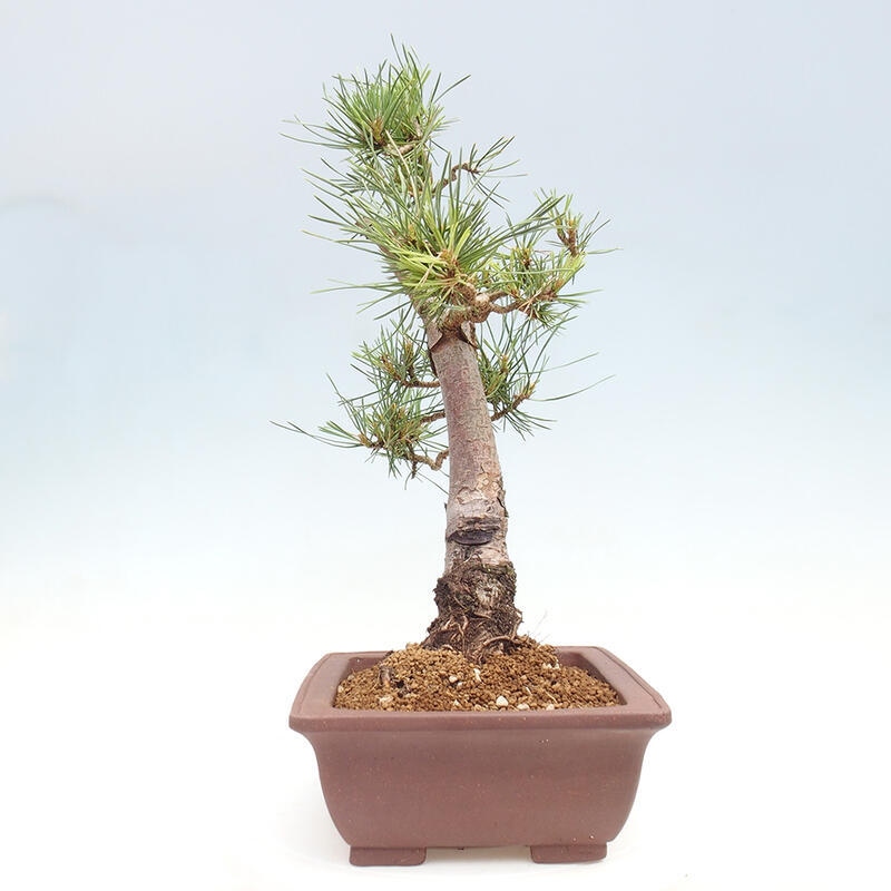 Outdoor bonsai - Pinus Sylvestris - Scots pine