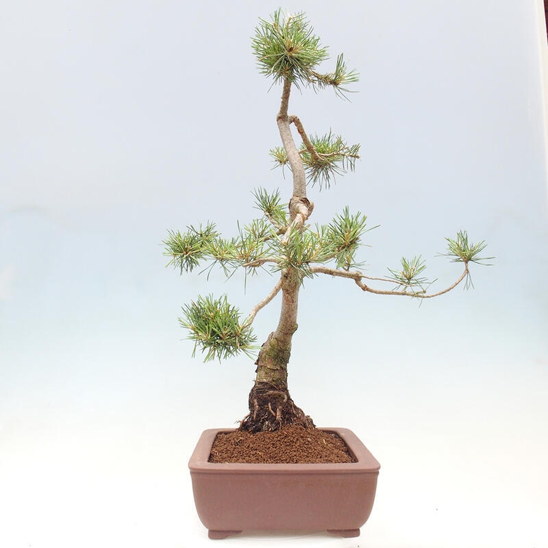 Outdoor bonsai - Pinus Sylvestris - Scots pine