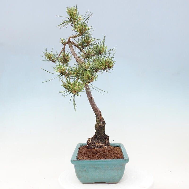 Outdoor bonsai - Pinus Sylvestris - Scots pine