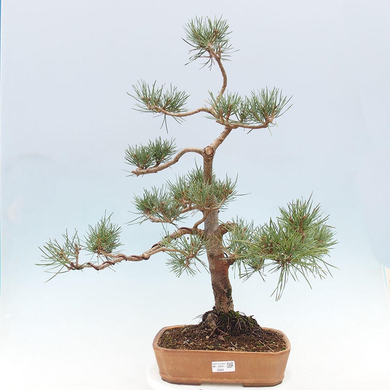 Outdoor bonsai - Pinus Sylvestris - Scots pine