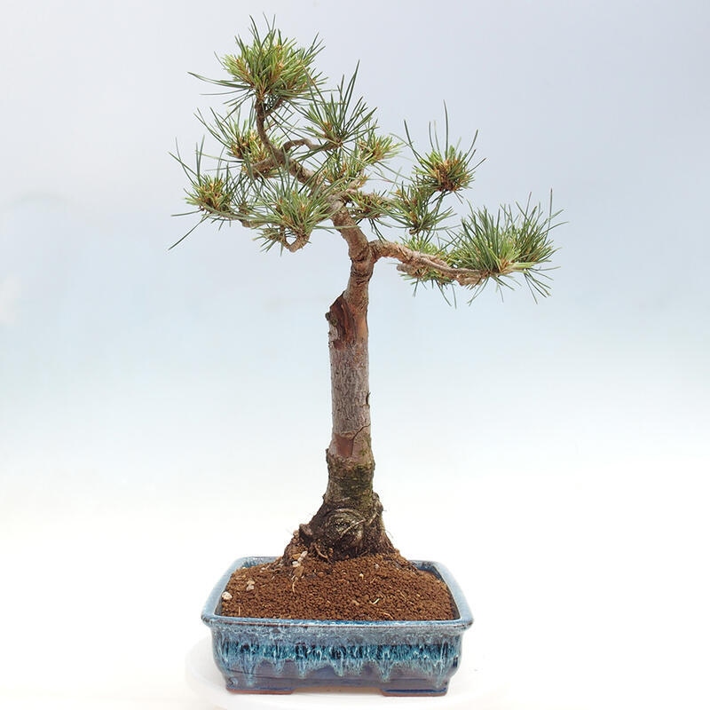 Outdoor bonsai - Pinus Sylvestris - Scots pine