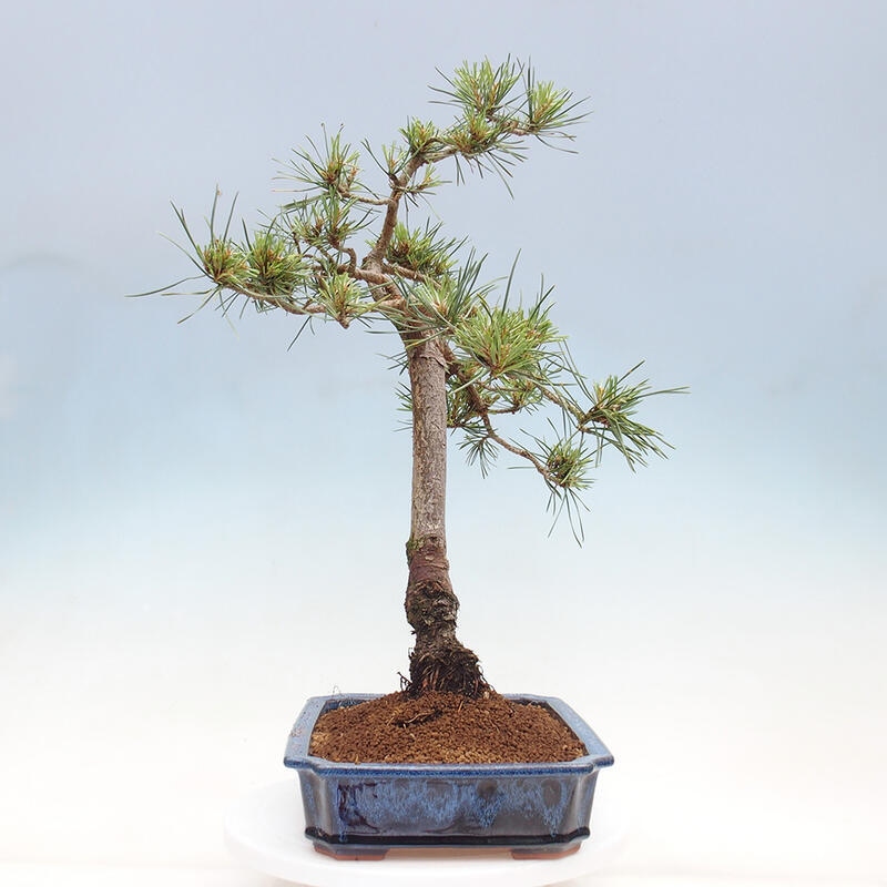 Outdoor bonsai - Pinus Sylvestris - Scots pine