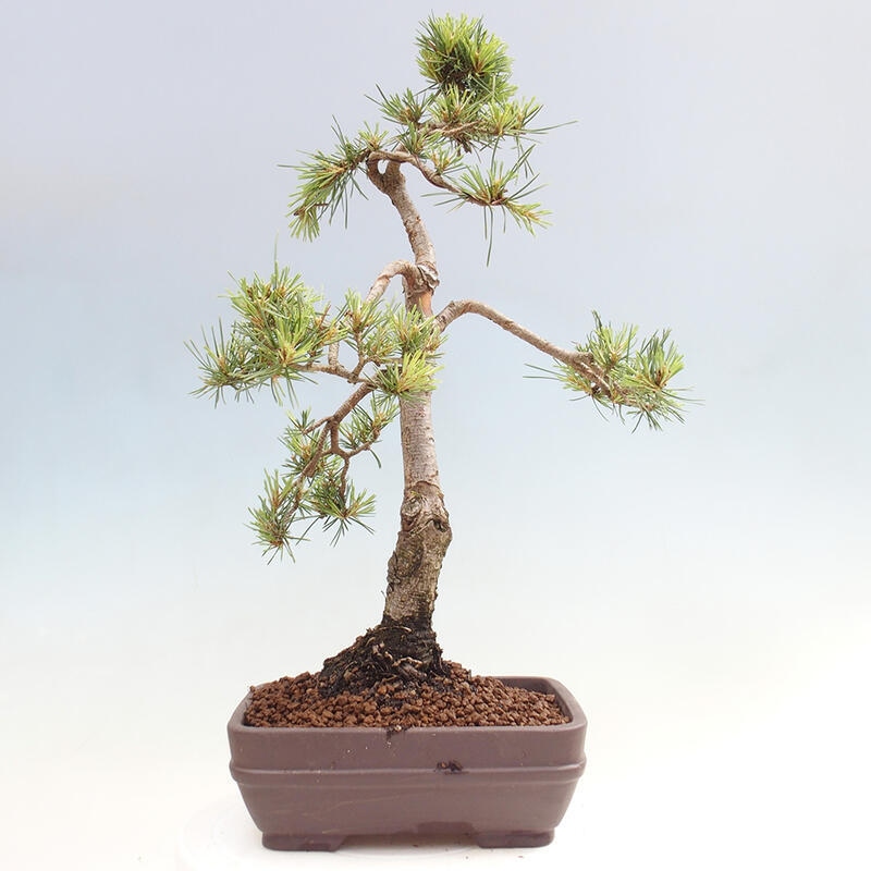 Outdoor bonsai - Pinus Sylvestris - Scots pine