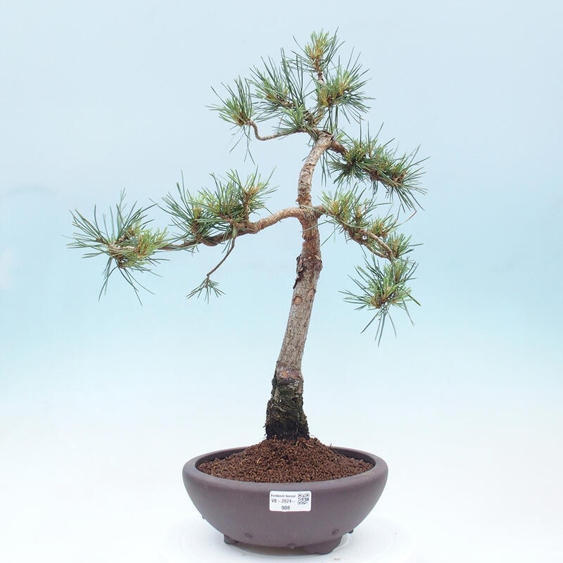 Outdoor bonsai - Pinus Sylvestris - Scots pine