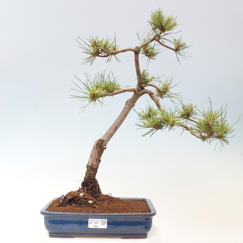 Outdoor bonsai - Pinus Sylvestris - Scots pine